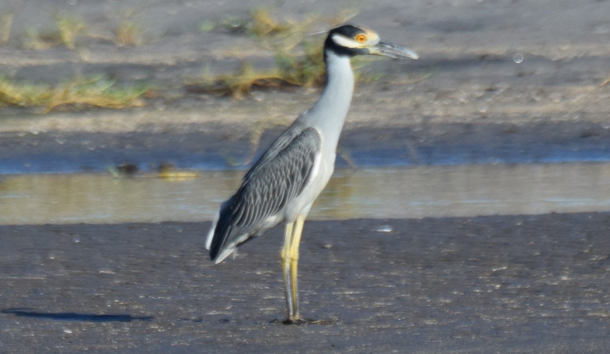 Квак чорногорлий - ML646041410