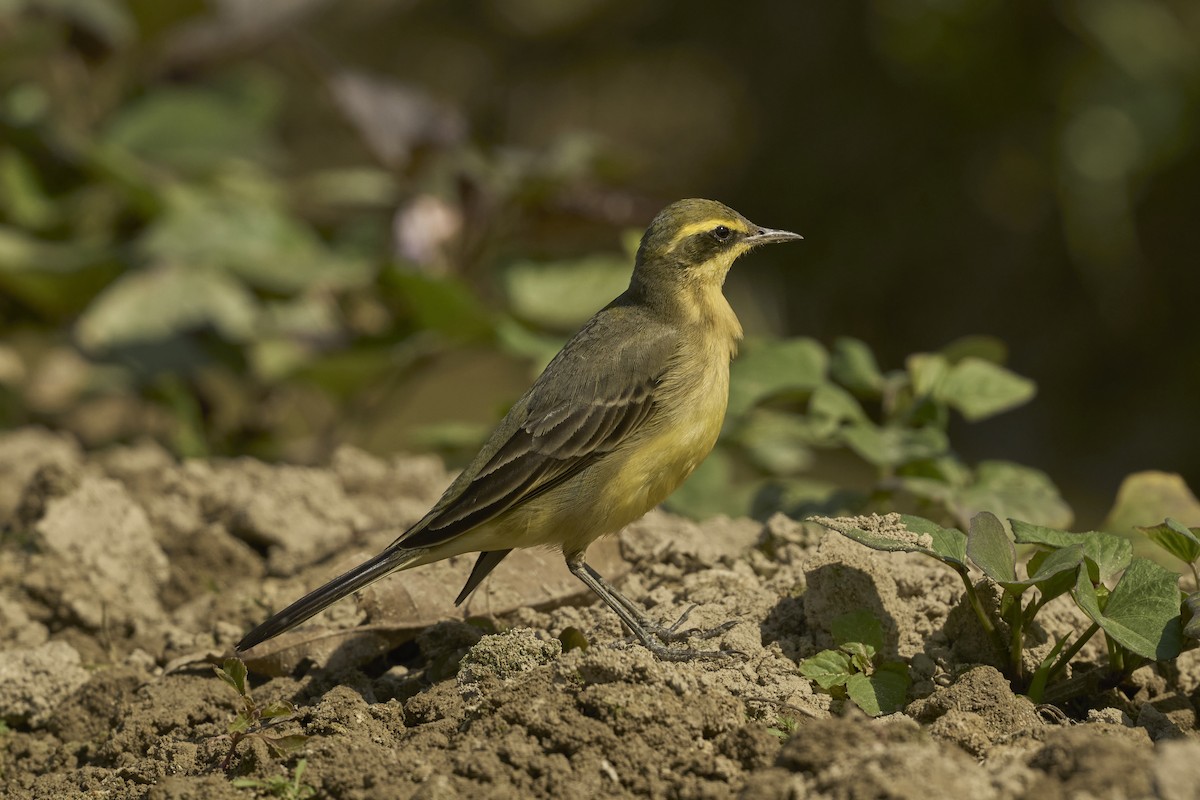 Bergeronnette de Béringie - ML646041423