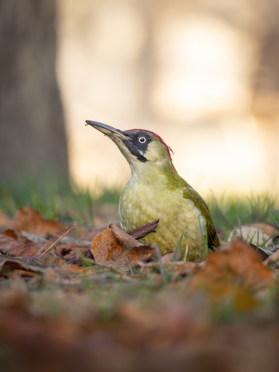 žluna zelená - ML646041424