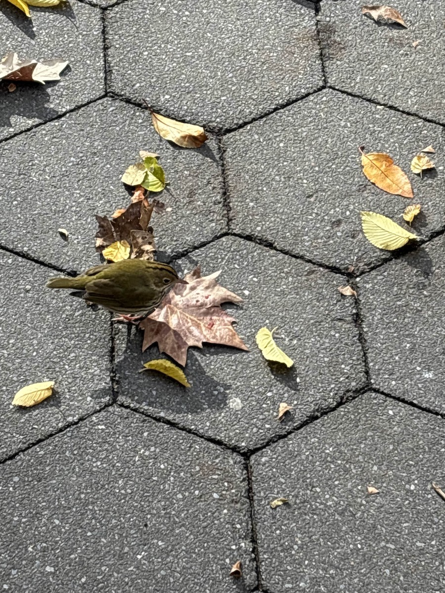 Ovenbird - ML646041428