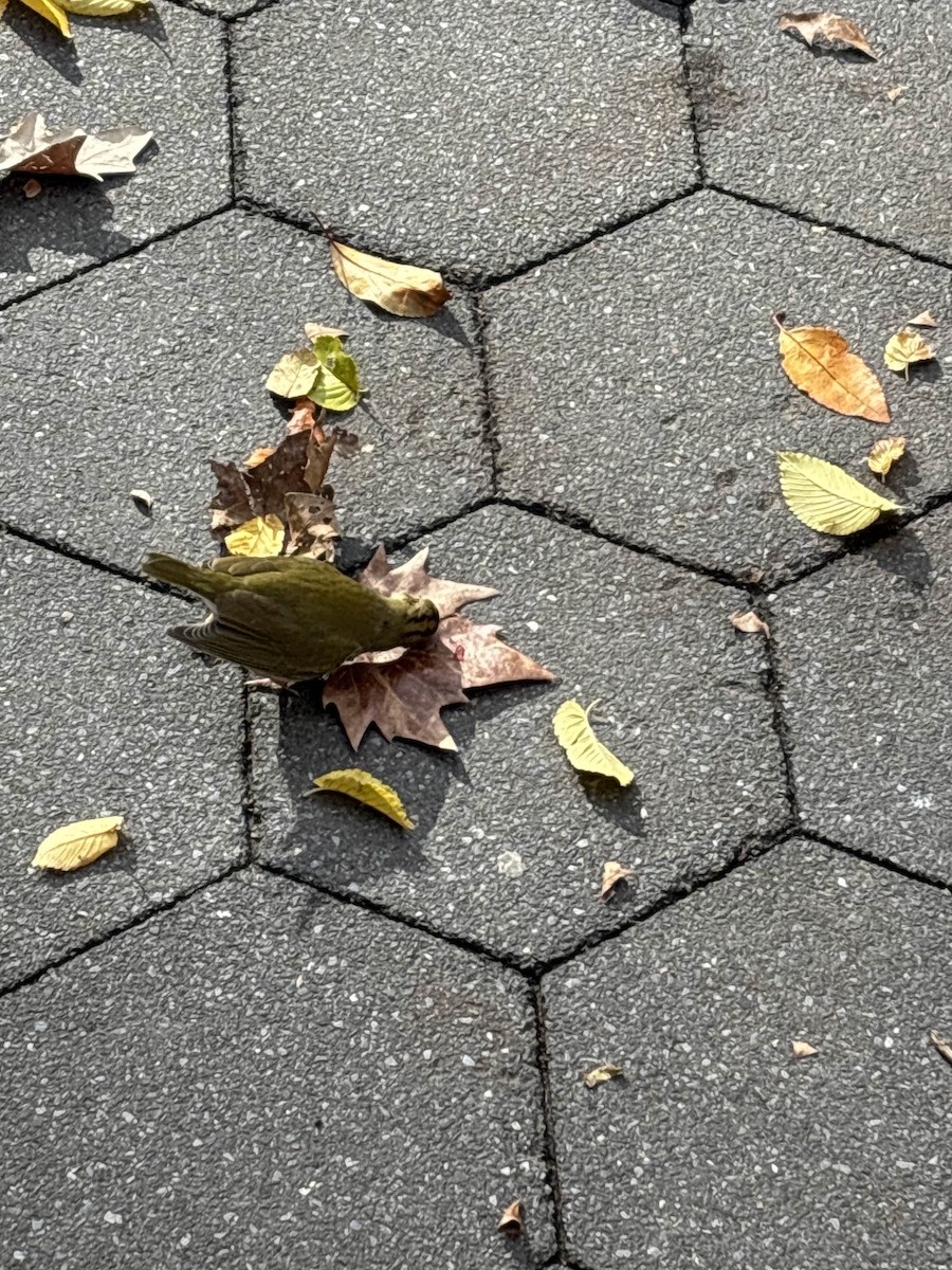 Ovenbird - ML646041429