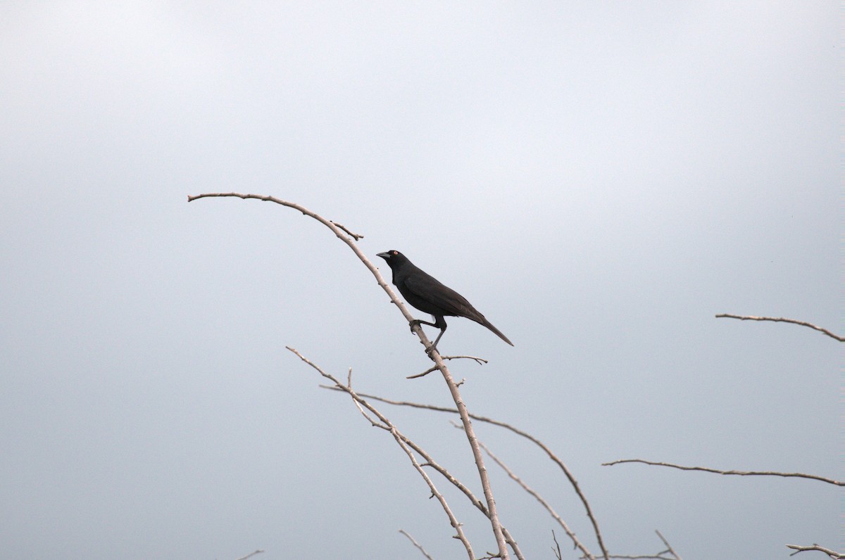 Vacher géant - ML646041434