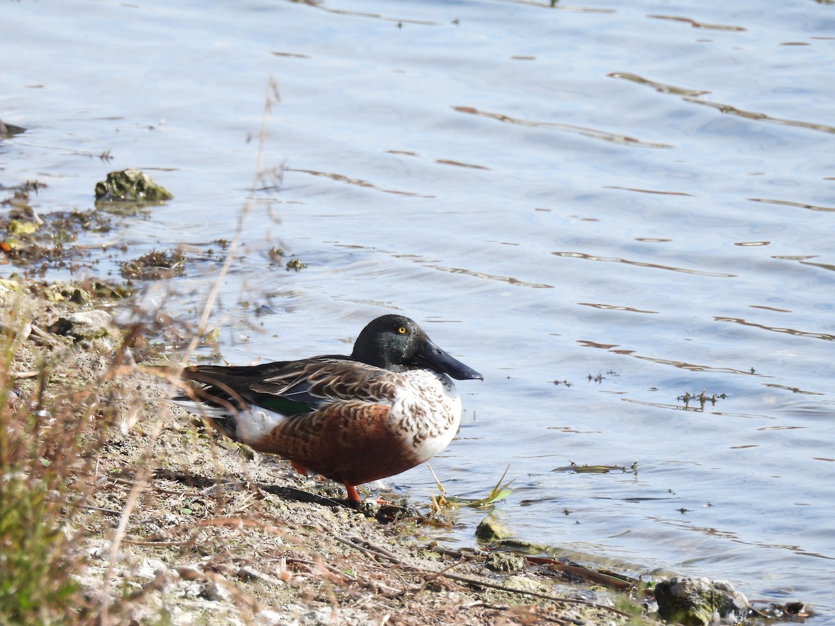 Northern Shoveler - ML646041436