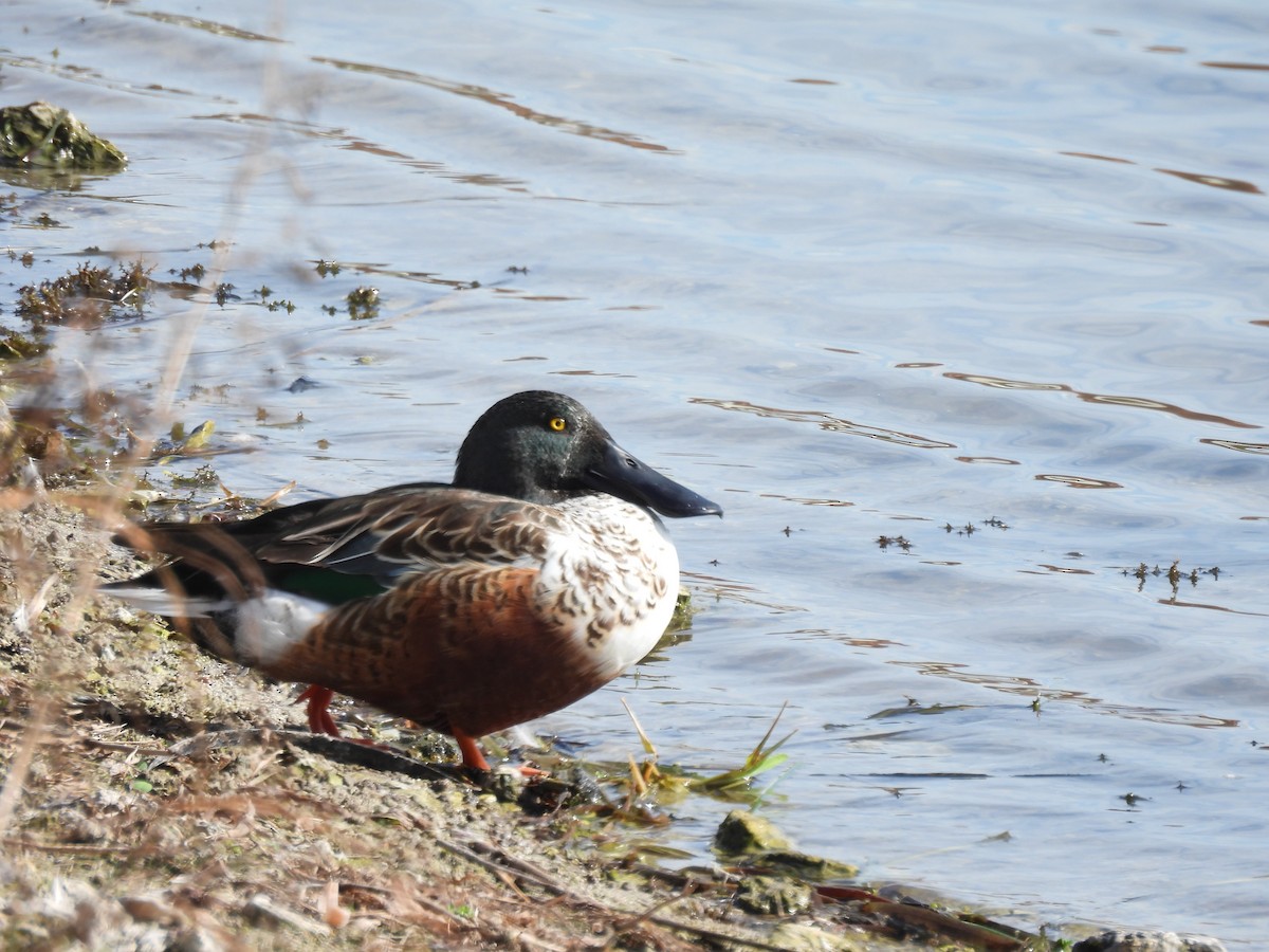 Northern Shoveler - ML646041438