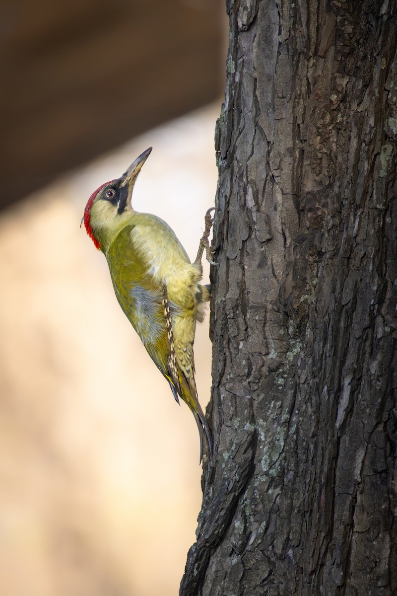 Pic vert - ML646041439