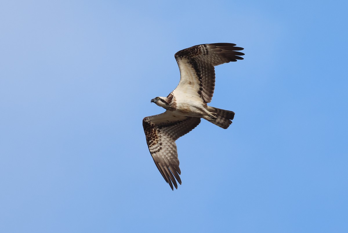 Osprey - ML646041440