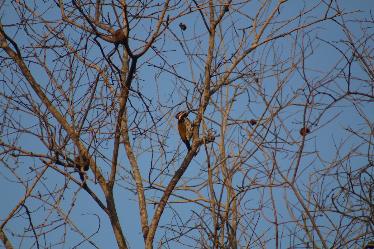 Pic du Bengale - ML646041442