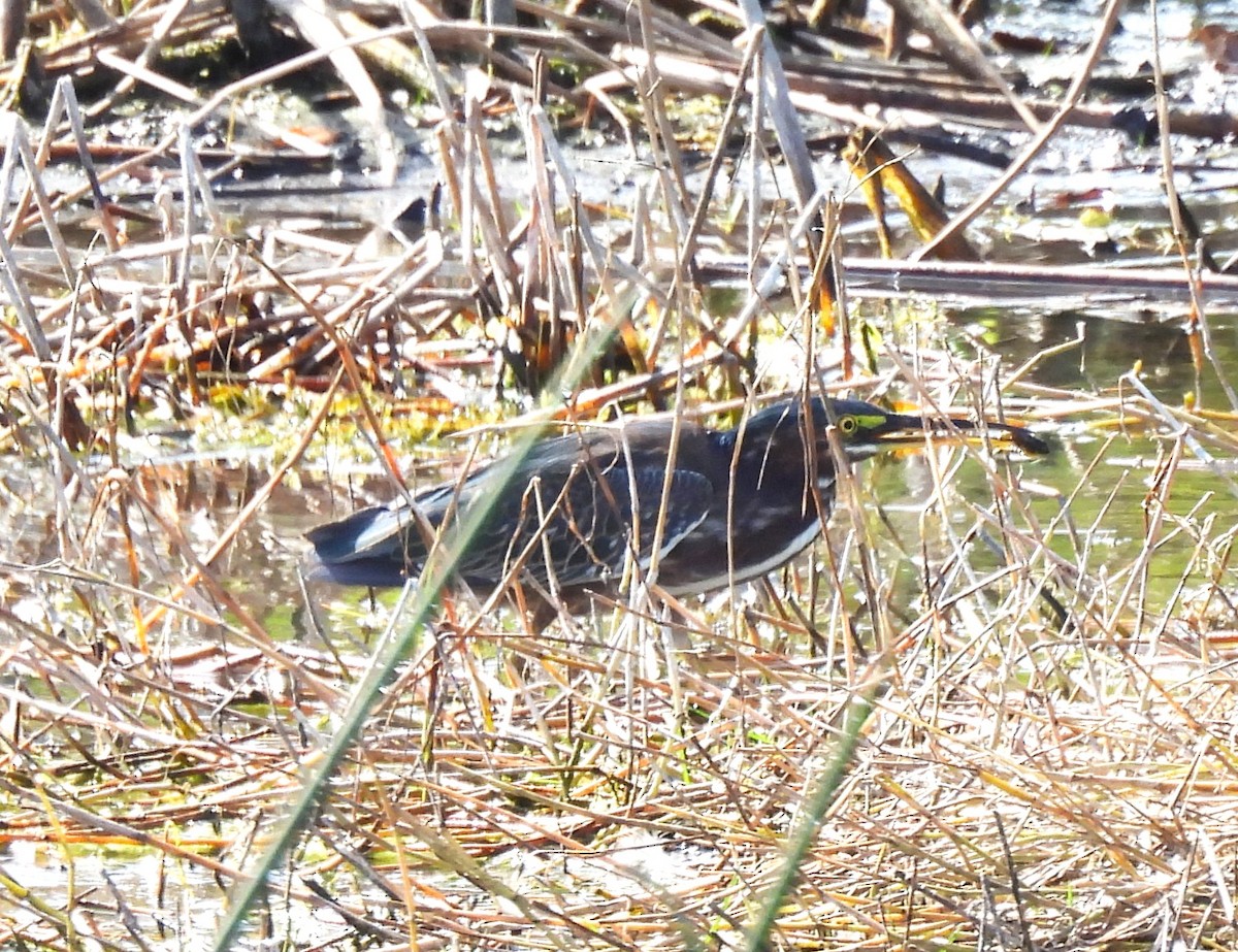 Green Heron - ML646041447