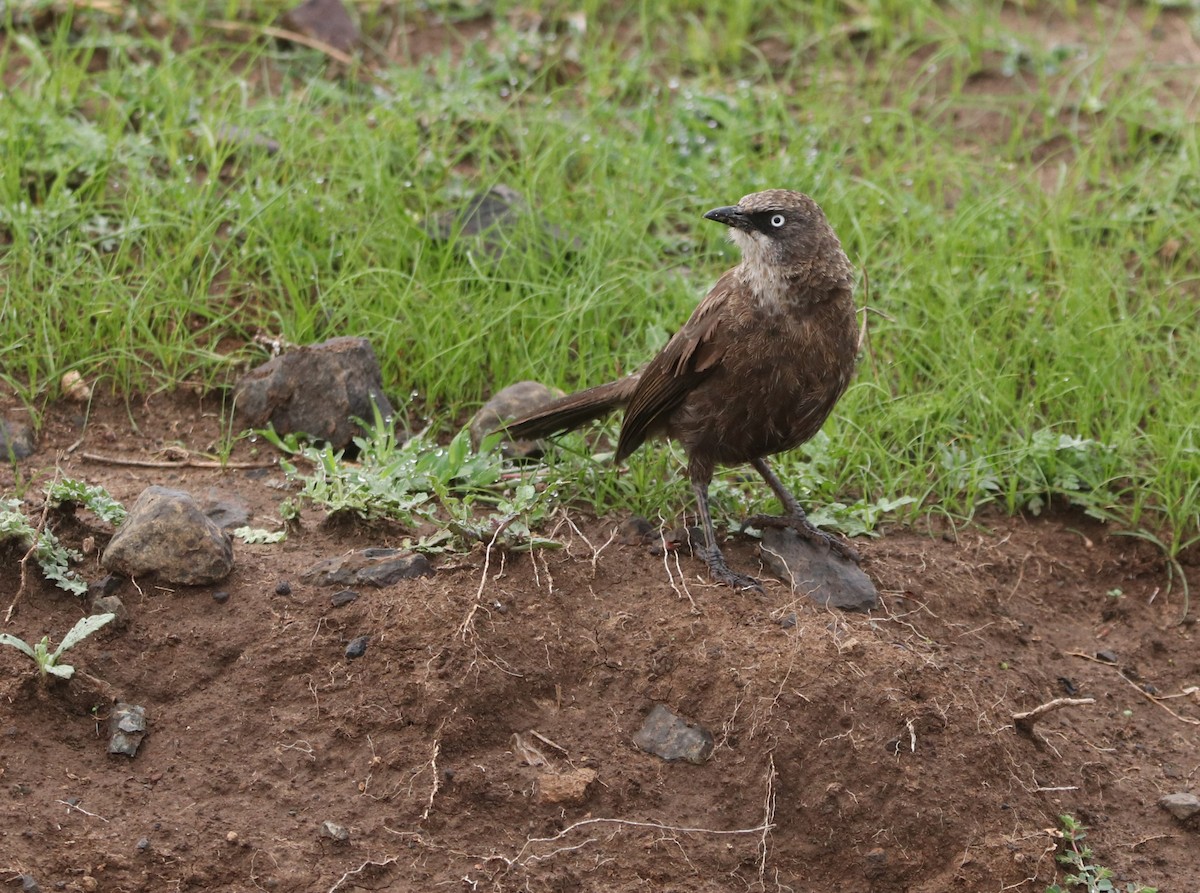 Cratérope bigarré - ML646041448