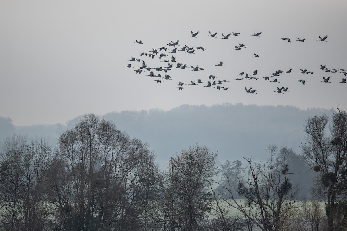 Grue cendrée - ML646041450