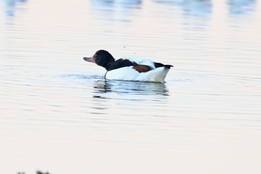 Tadorne de Belon - ML646041452