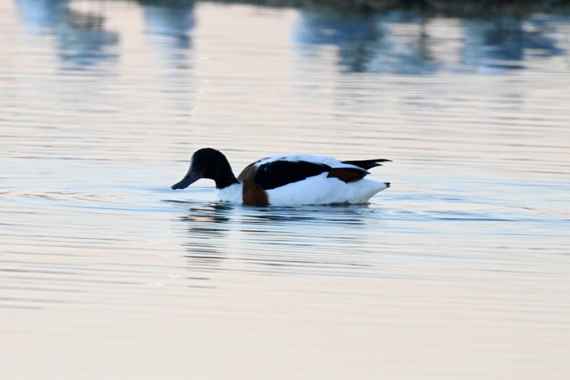 Tadorne de Belon - ML646041453