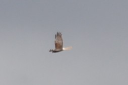 Busard de Gould - ML646041454