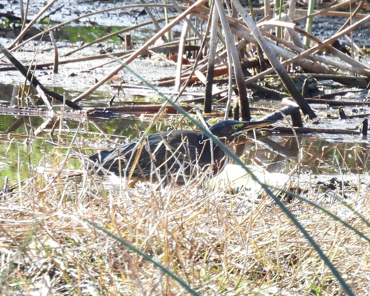 Héron vert - ML646041455