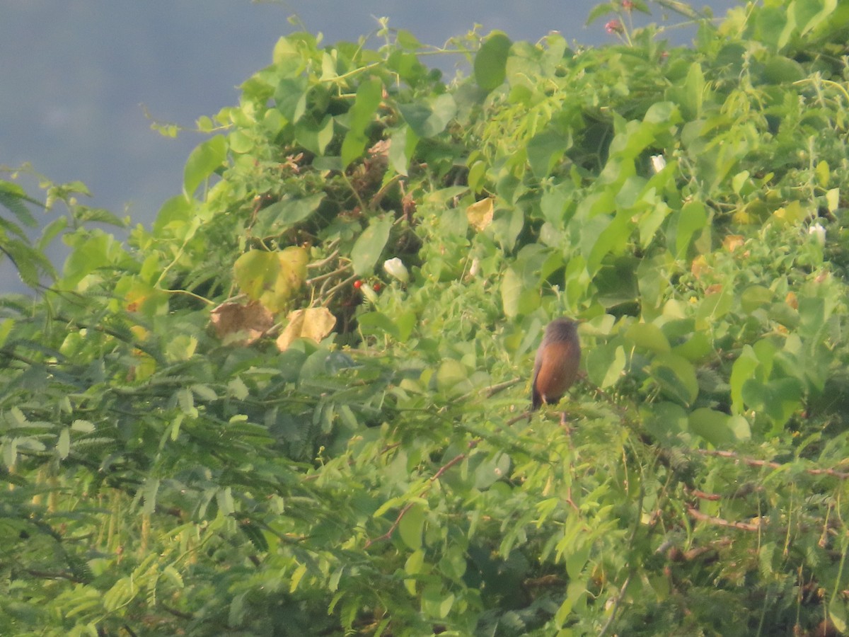 Étourneau à tête grise - ML646041457