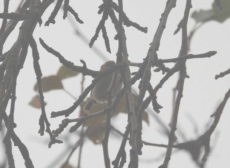 Pallas's Leaf Warbler - ML646041458