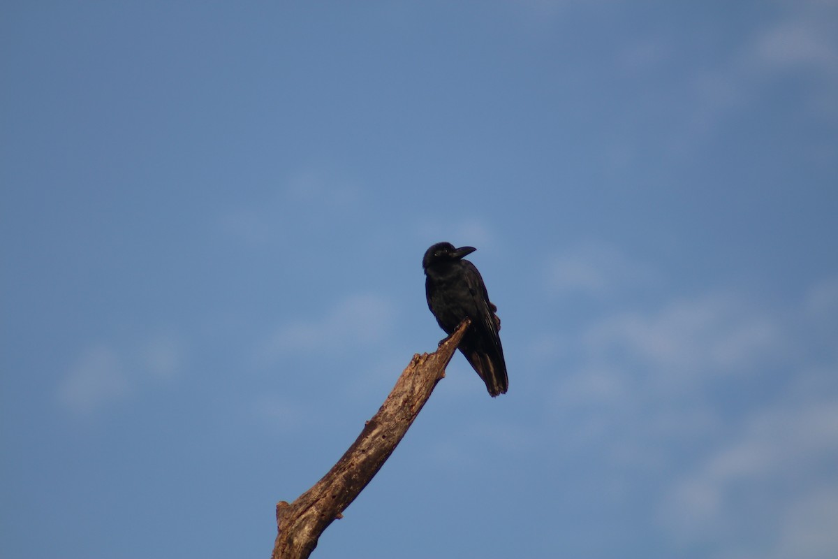 Corbeau à gros bec - ML646041459