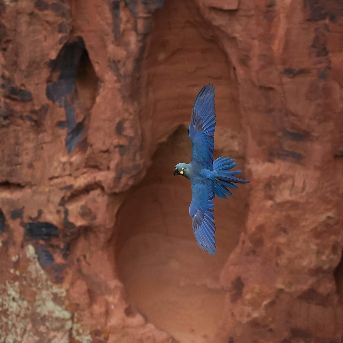 Ara de Lear - ML646041460