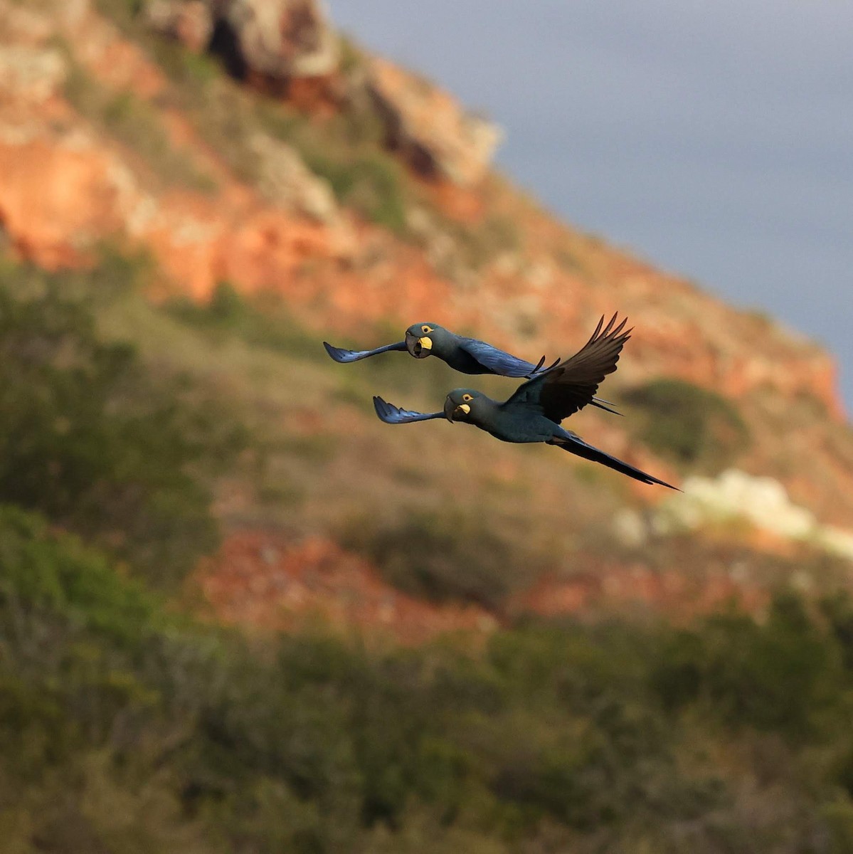 Ara de Lear - ML646041461