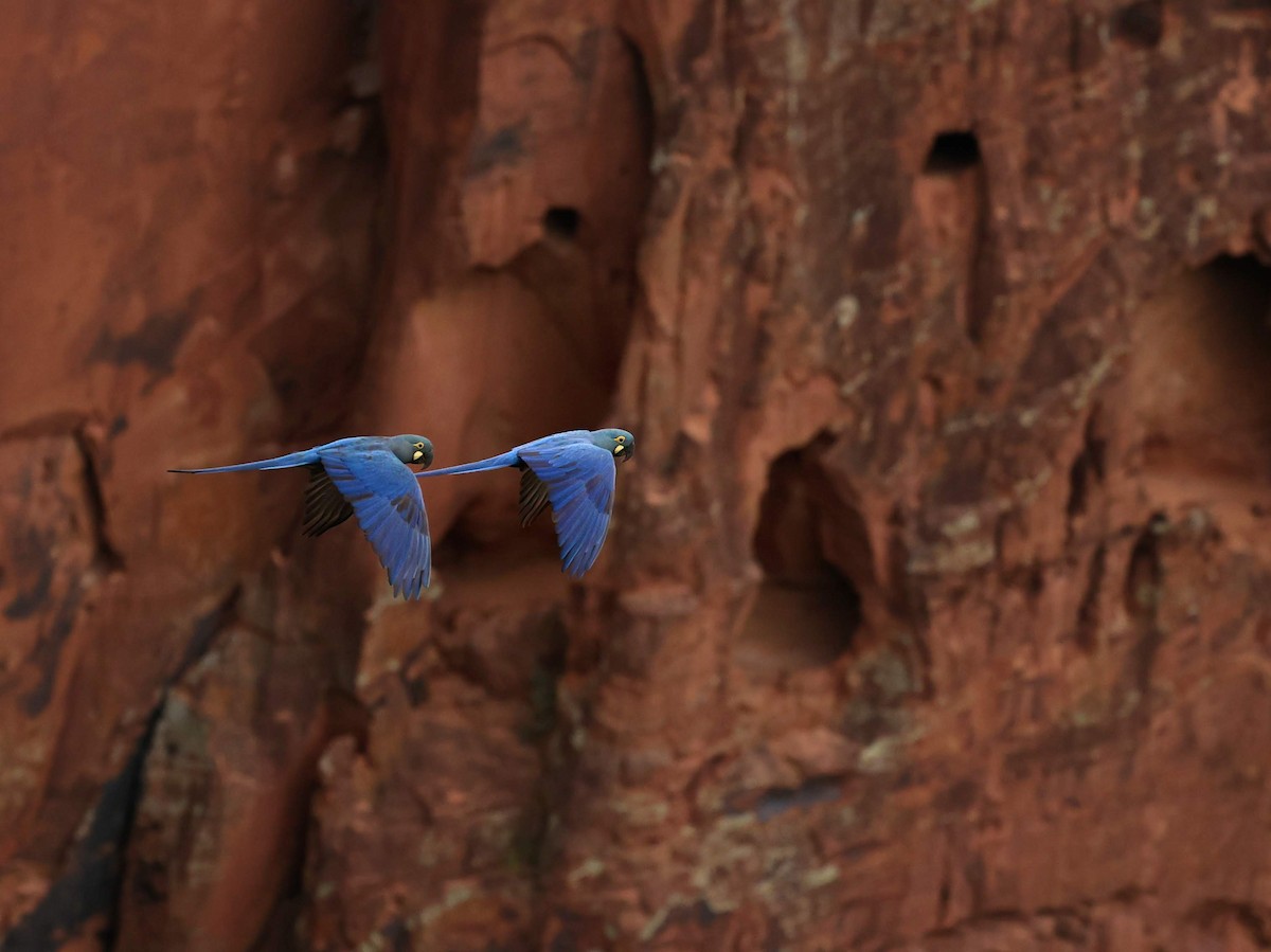 Ara de Lear - ML646041462