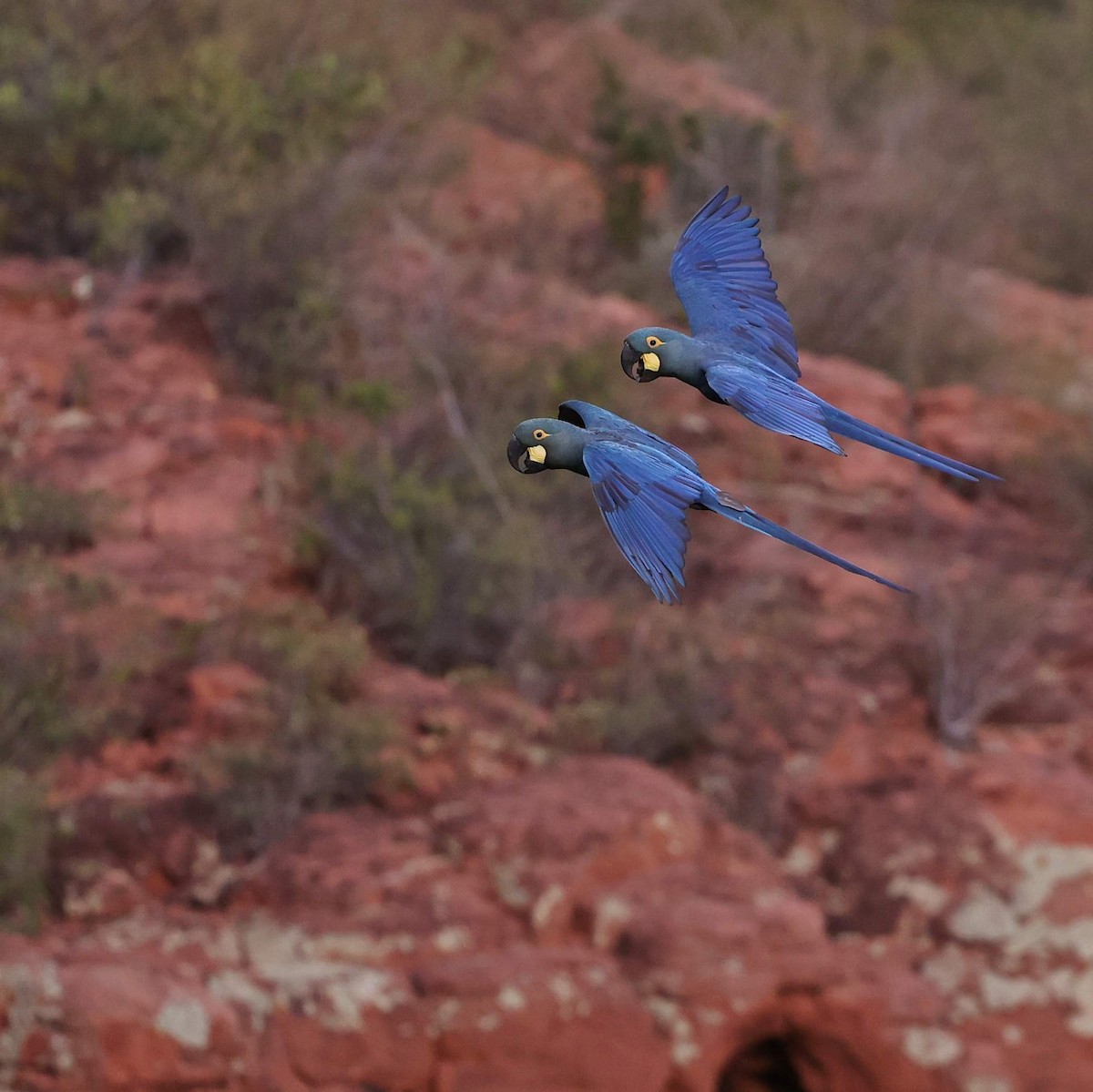 Ara de Lear - ML646041463