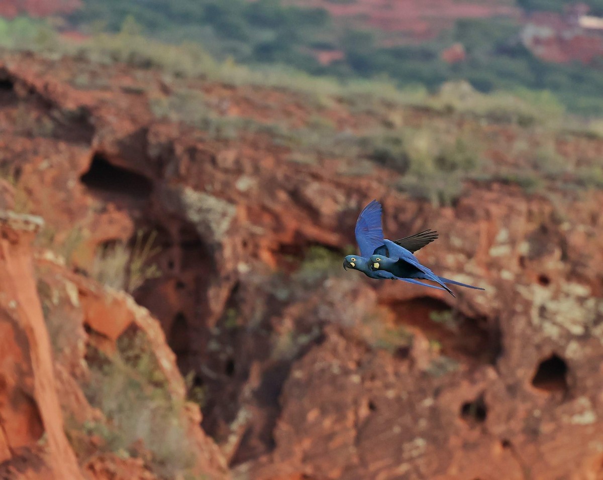 Ara de Lear - ML646041464