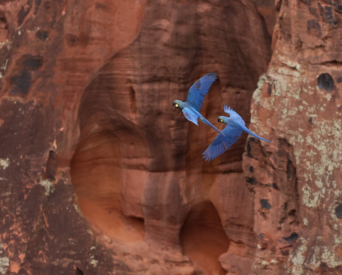 Ara de Lear - ML646041465