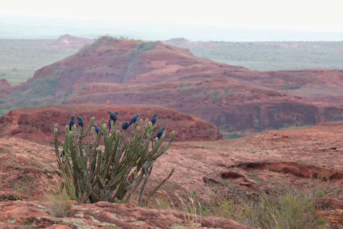 Ara de Lear - ML646041466