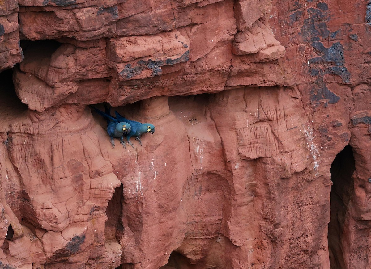 Ara de Lear - ML646041467