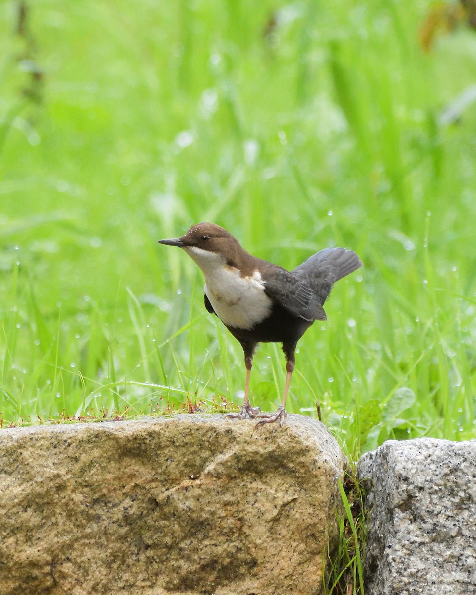 Cincle plongeur - ML646041468