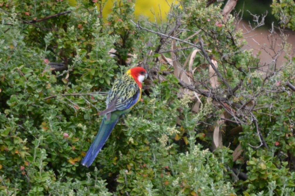 Perruche omnicolore - ML646041473