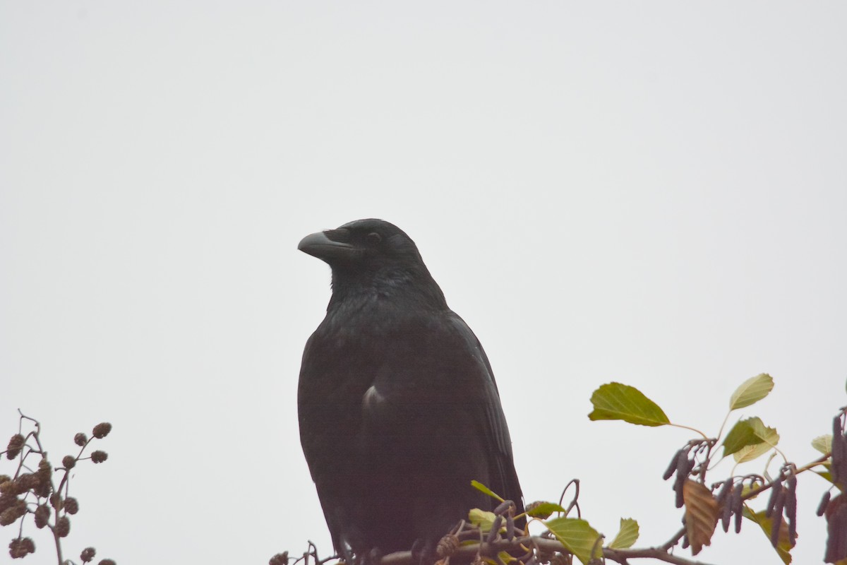 Corneille noire - ML646041474