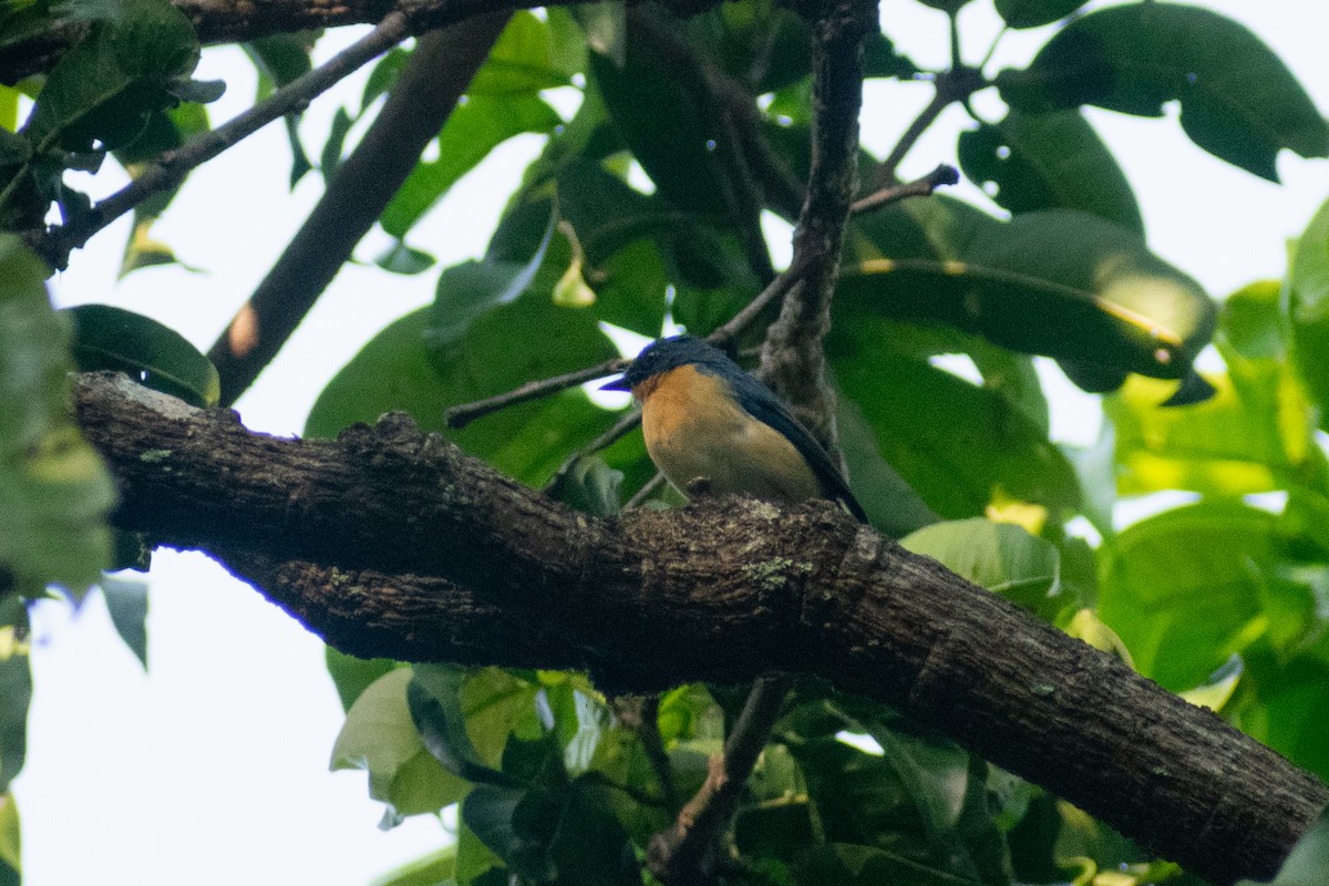 Gobemouche de Tickell - ML646041477