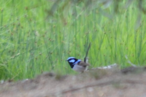 Mérion superbe - ML646041478