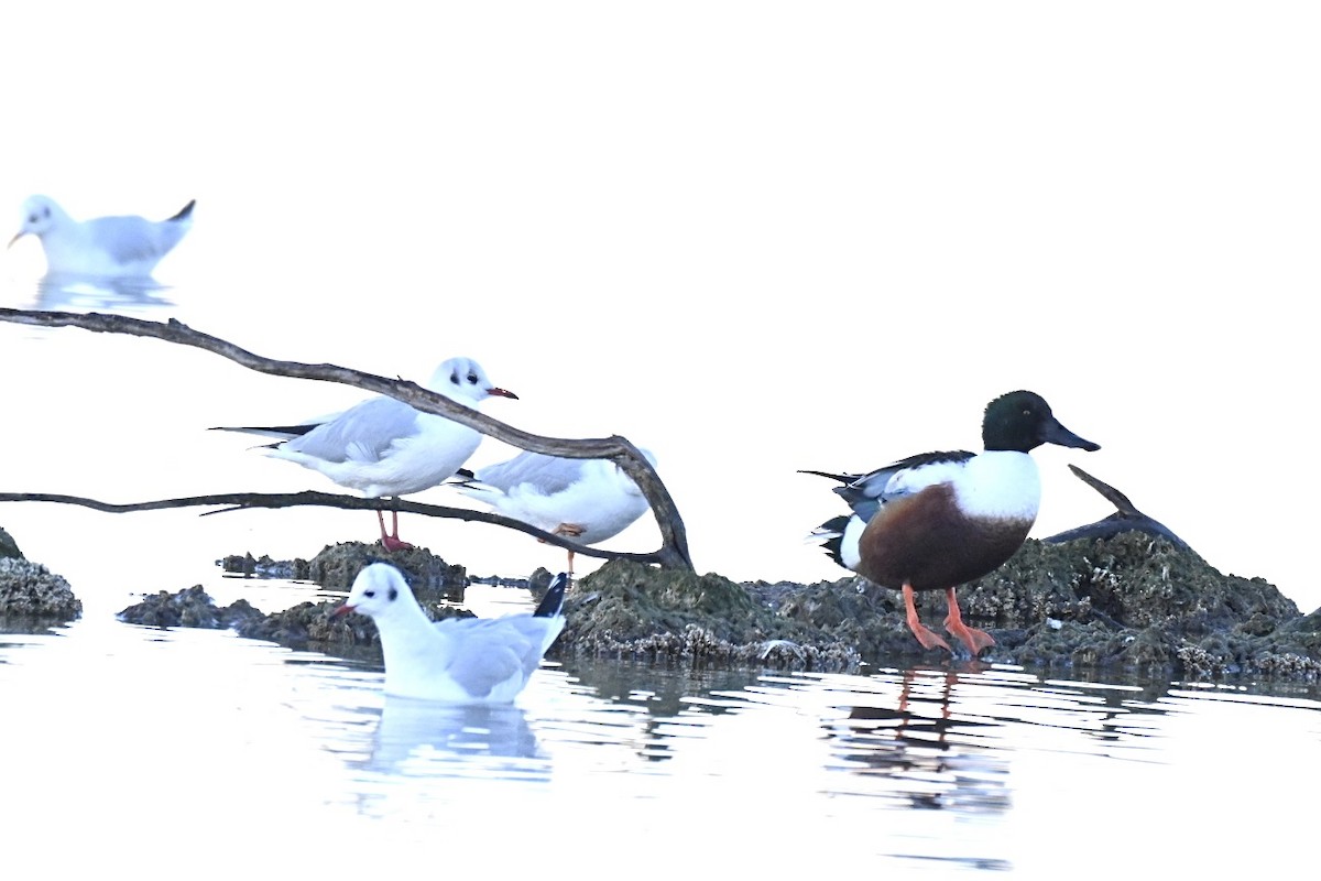 Canard souchet - ML646041479