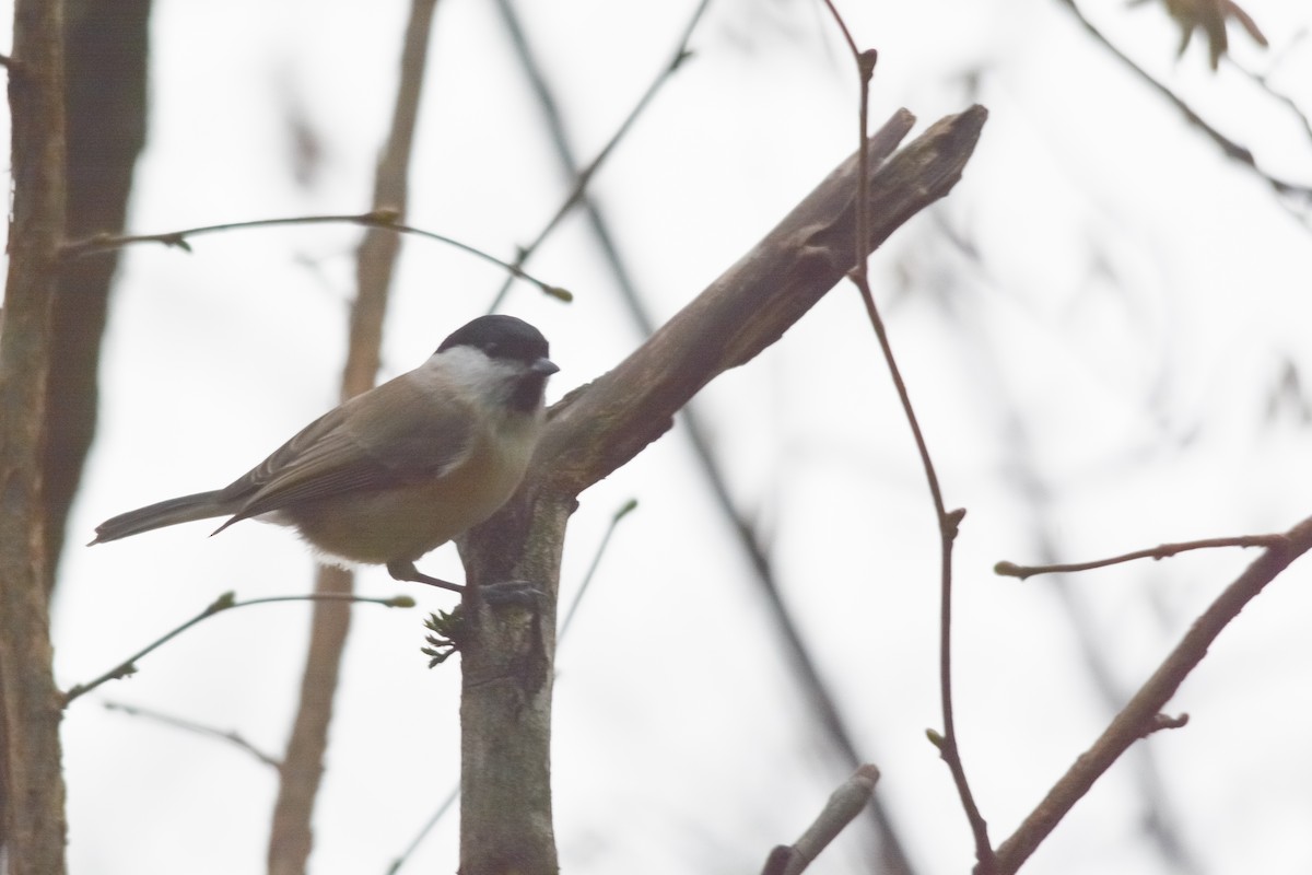 Mésange nonnette - ML646041481