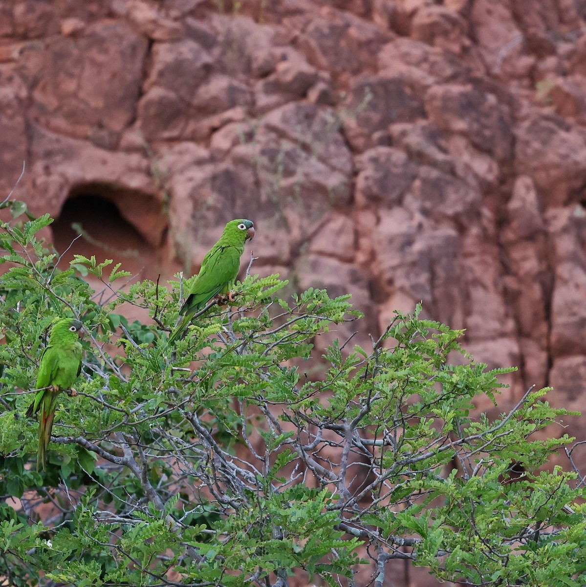 Conure à tête bleue - ML646041482