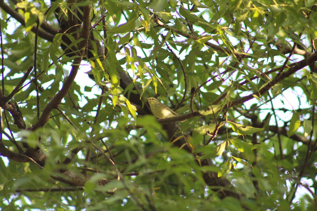 Вівчарик жовточеревий - ML646041483