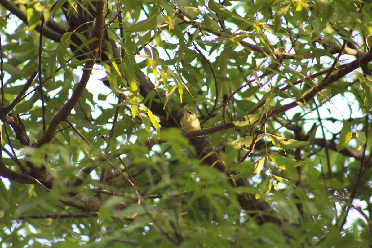 Вівчарик жовточеревий - ML646041484