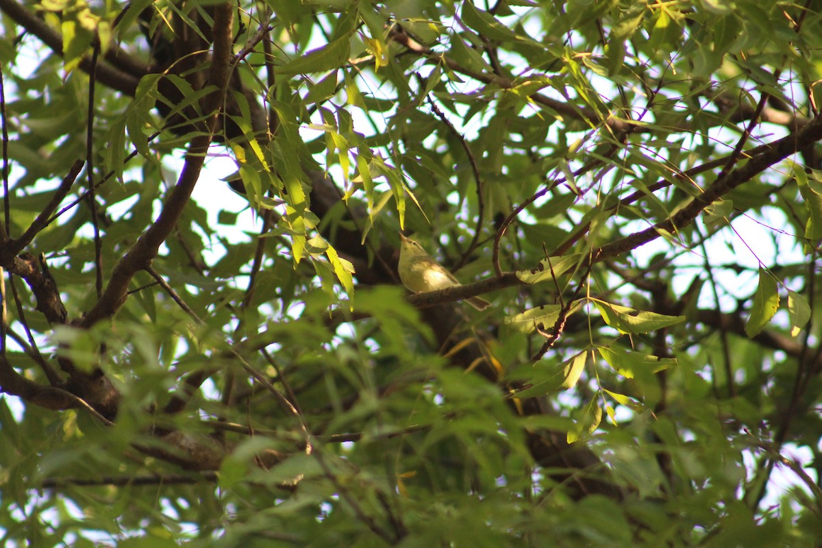 Вівчарик жовточеревий - ML646041494