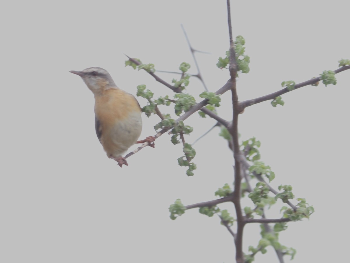 Northern Crombec (Eastern) - ML646041495