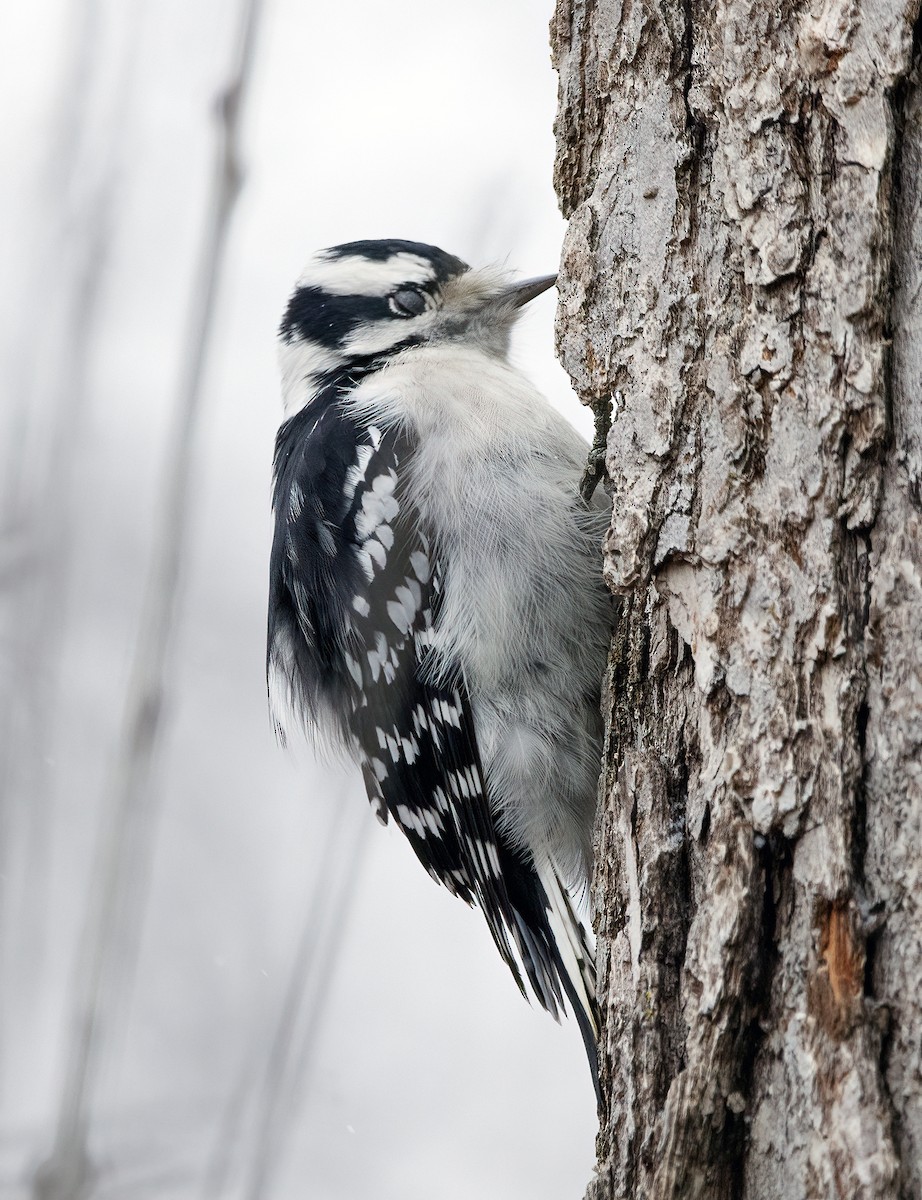 Downy Woodpecker - ML646041497