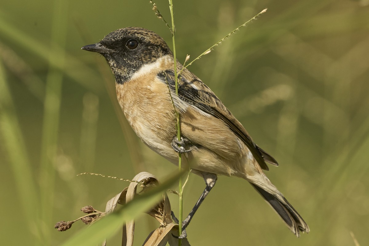 Amur Stonechat - ML646041501