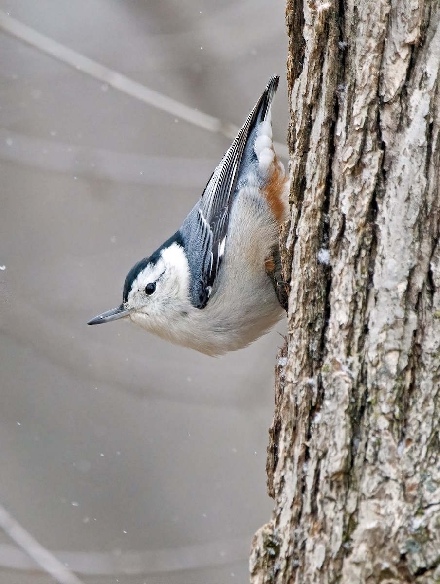 Sittelle à poitrine blanche - ML646041502