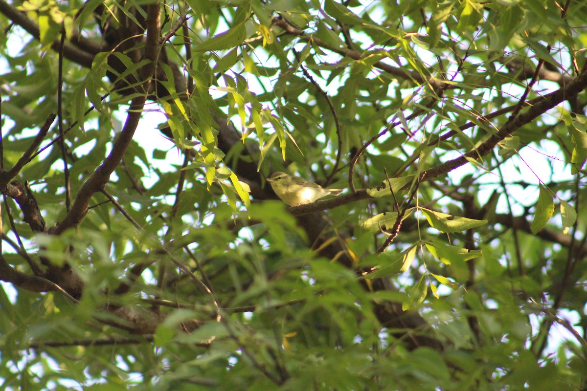 Вівчарик жовточеревий - ML646041505