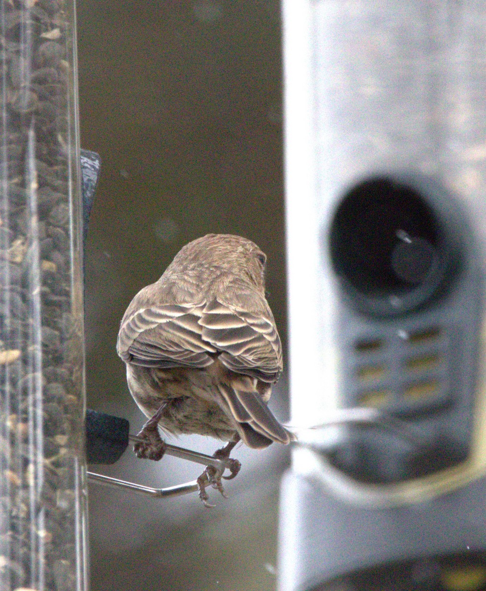 House Finch - ML646041512