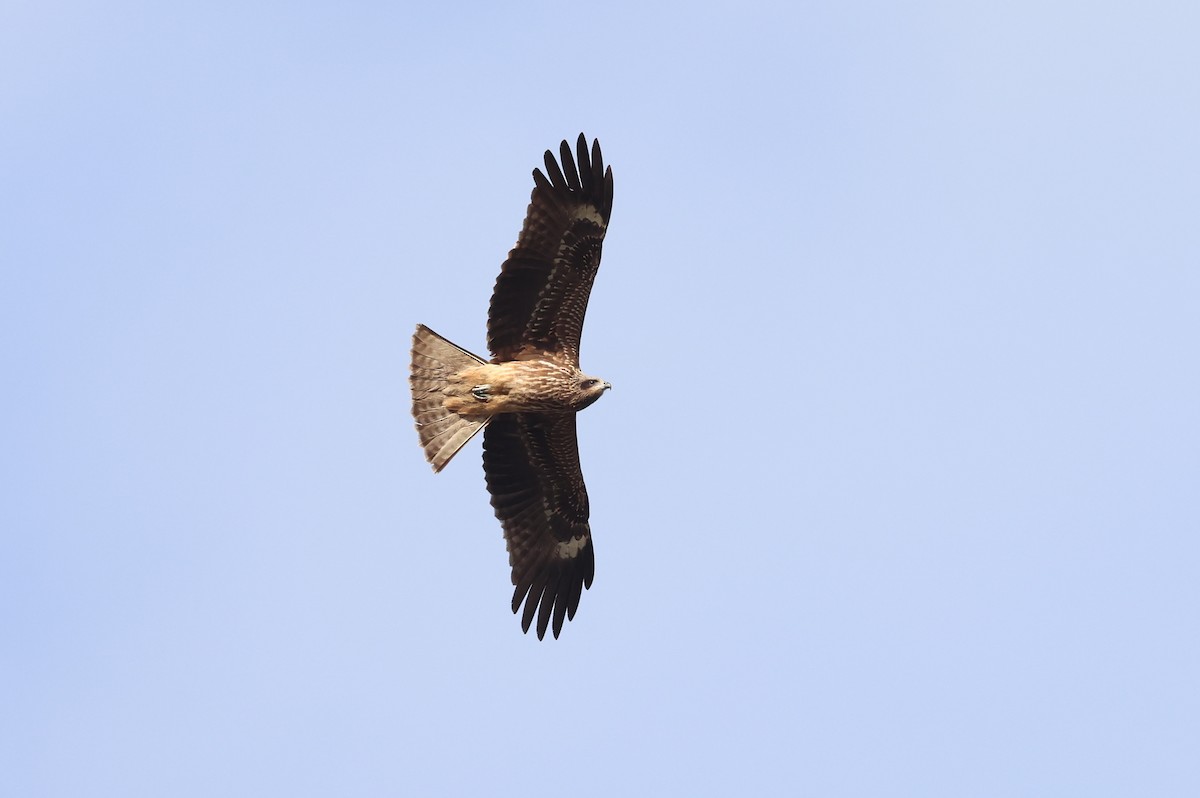 Black Kite - ML646041513