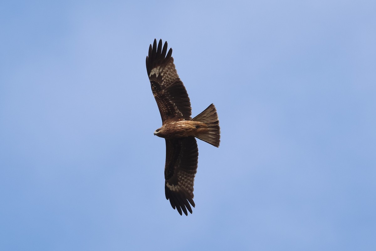 Black Kite - ML646041514
