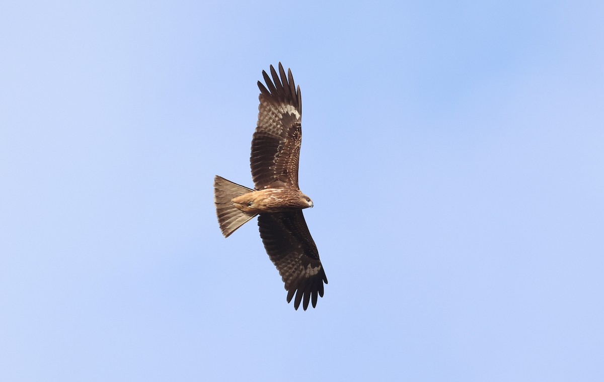 Black Kite - ML646041515