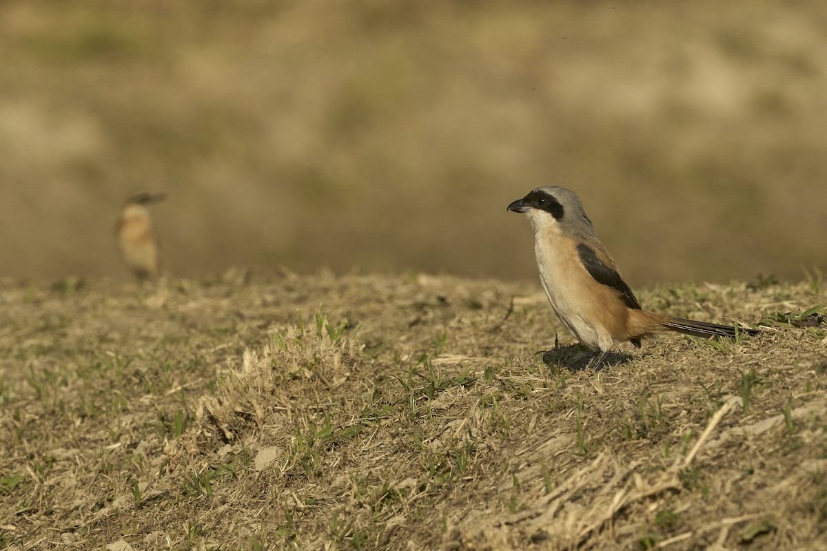 Long-tailed Shrike - ML646041516